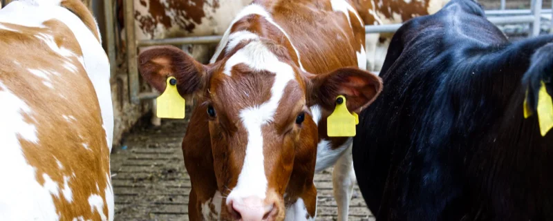 Kälber im Stall – Stallhygiene und Desinfektionsmittel für Rinder