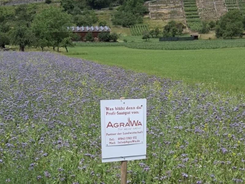 Blühendes Phacelia-Feld mit AgraWa-Schild – Profi-Saatgut von AGRARKONTOR