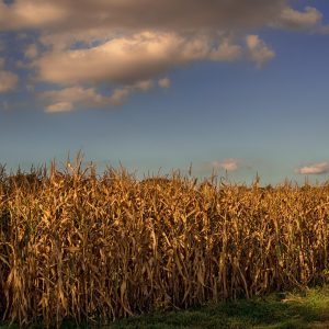 ÖKO-Saatmais Maisfeld Herbst ernährungsreifes Getreide