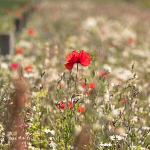 Blumenwiese mit Mohn und Wildblumen für Blühmischung ÖR 1